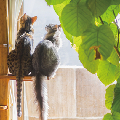 ペットのお世話